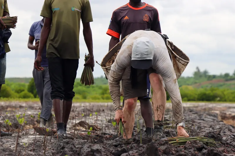 brahmi plant Brahmi Big Leaf ( Centella Asiatica) main image 1